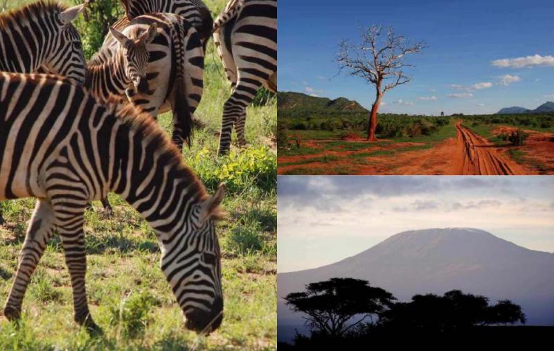 Op Safari in Kenia